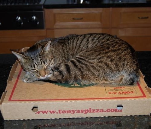 A brown striped cat sleeping on a pizza box