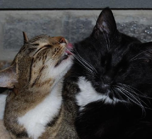 A brown and white cat licking a black and white cat