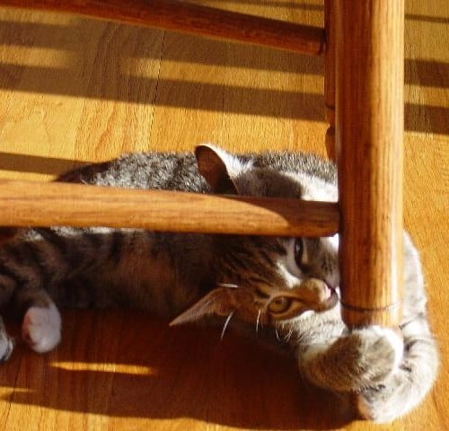 A beige and brown striped cat biting a chair leg