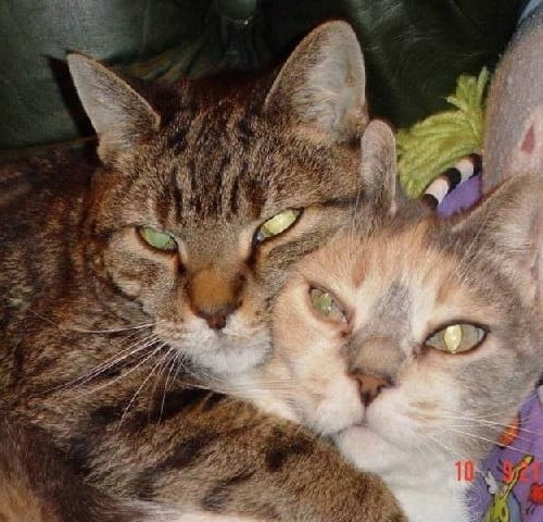 Two cats cuddling together in a cat bed