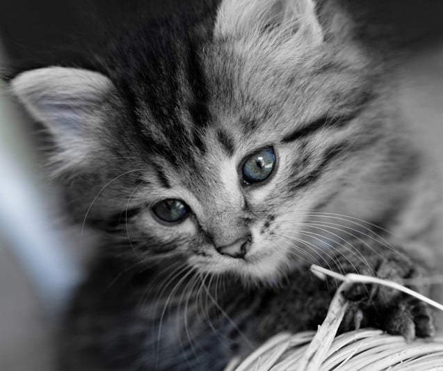 Cat veterinarian in Blue Bell