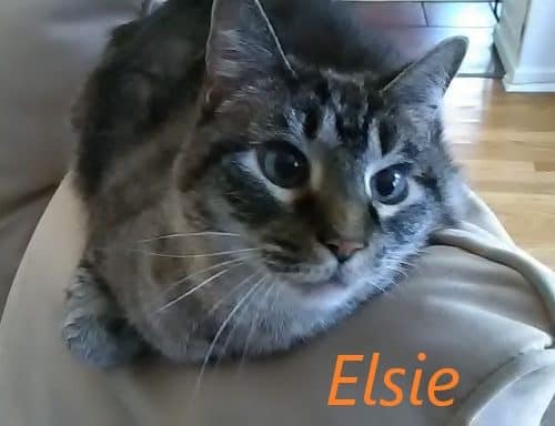 A grey and white striped cat named Elsie Hansell