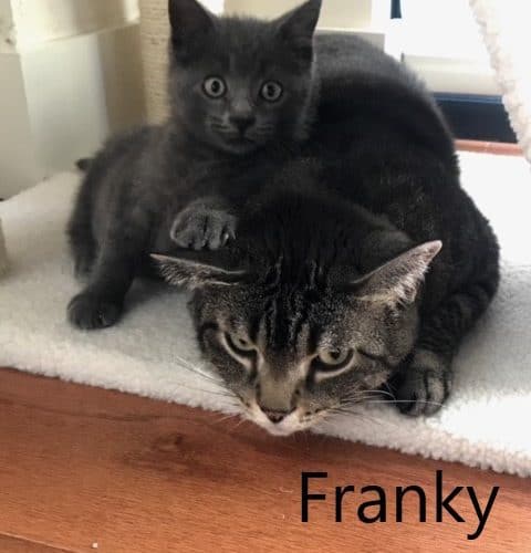 A grey cat and kitten named Franky and Paolo