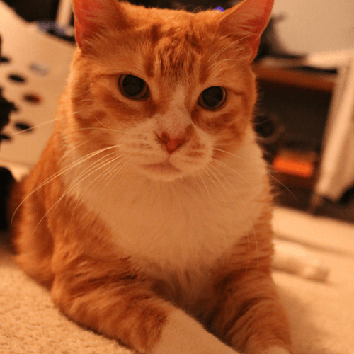An orange and white cat named Lucky